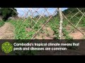 Vegetables provide a new future for Cambodia