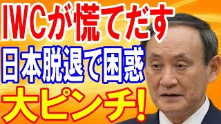 【海外の反応】衝撃！日本のIWC脱退から2年・・・好き放題日本を叩いてきた反捕鯨派とIWCの実態の闇が深すぎる！【日本の魂】