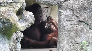 #orangutan #紅毛猩猩 2023-8-4