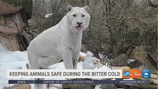 EXPLORING THE CALDWELL ZOO: Keeping animals safe during bitter cold temperatures