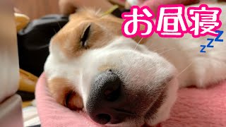 ひたすら眠いのでママの相手はしてられないビーグル犬さつきさんBeagle Satsuki was so sleepy that he couldn't play with Mom