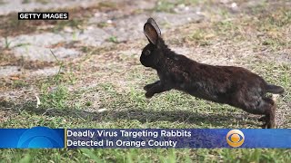 Deadly Virus Targeting Rabbits Detected In Orange County