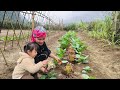 mother and daughter started picking vegetables in the field to sell after many days of care.