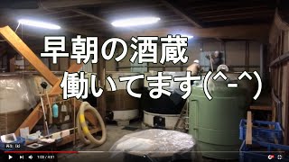 早朝の酒蔵でのお仕事　水麹～米の置き換えまで