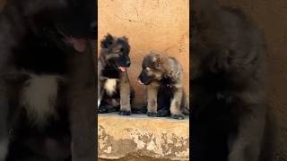 Caucasian Shepherd siblings #shorts #pets