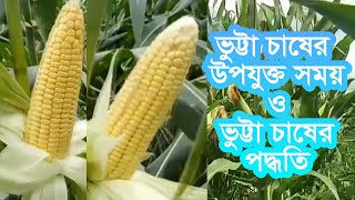 ভুট্টা চাষের  উপযুক্ত সময় ও আধুনিক চাষ পদ্ধতি  এবং সঠিক সার ব্যবস্থাপনা-Maize Cultivation Techniques