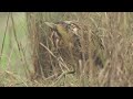 great bittern enjoying sarus crane calls