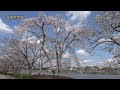 2019.4.2 撮影. 千波湖畔の桜 茨城県水戸市 4k