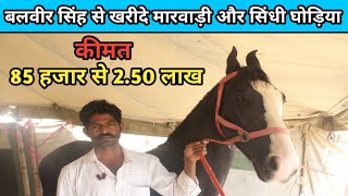 Balotra horse market 2019-बलवीर सिंह से खरीदिए मारवाड़ी और सिंधी घोड़िया(9950912088)