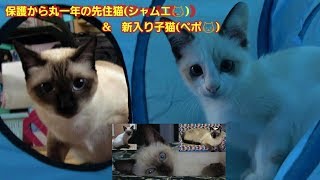 白子猫保護・新入り子猫迎え入れ(５日目～6日目)いよいよケージから出て先住猫に直対面した新入り子猫🙀🐾