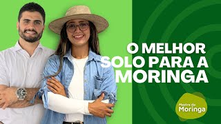 A importância da descompactação do solo para Moringa