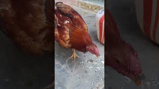 #funny_chicken #kozhi_koothugal நீ எல்லாம் வாழும்போது🐓🐓🐓 என்னால 🐓🐓வாழ முடியாதா