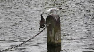 Moorhen vs Black-Headed Gull