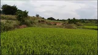 Agriculture Land For Sale in Mothkur Village Doma Mandal Rangareddy District