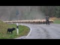 Working Beauceron, Herding 1000 Sheep with 1 Dog. Rok von den Hütern Asgards