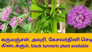 கருமஞ்சள், அவுரி, கேசவர்தினி செடி கிடைக்கும், black turmeric plant available