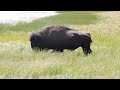 イエローストーン国立公園 １０ yellowstone national park in wyoming 10