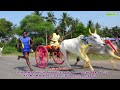 தட்டன்வயல் ¯பூஞ்சிட்டு மாடு செட் 2 thattanvayal amuthamstudio rekala_race 18 02 2022