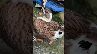 Cutest Duck Ever! Listen to This! 26