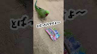 犯人はだれ！？大切な2次元フクちゃんをボロボロにされてキレるインコ #インコ #ワカケホンセイインコ #indianringneck #shorts