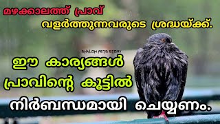 മഴ കാലത്ത് ഈ കാര്യങ്ങൾ  പ്രാവിന്റെ കൂട്ടിൽ ചെയ്തില്ലെങ്കിൽ  പണികിട്ടും pigeon rainy season care