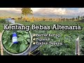 Umur Tanaman kentang 75 Hst❗️kentang bebas Bercak kering #syngenta #kentang #petani #kerinci