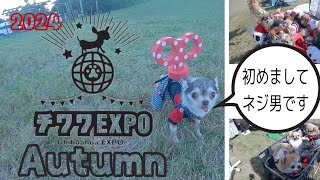 【2024チワワEXPO】Autumn🐶行って来たよ！可愛いチワワだらけの国内最大イベント！#チワワ#ちわわ#chihuahua