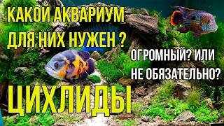 ЦИХЛИДЫ. Какой Объём Аквариума для них Нужен. Как Содержать Много ЦИХЛИД в Одном Аквариуме