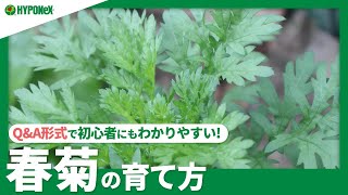 ☘17:春菊（シュンギク）の育て方｜おすすめの品種や種まきのタイミング、収穫方法などもご紹介｜【PlantiaQ\u0026A】ガーデニングのお悩み解決！植物の情報、育て方を