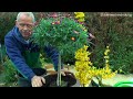 blumen kübel frühjahr sommer bepflanzung margeritten stämmchen erdbeeren und andere blumen