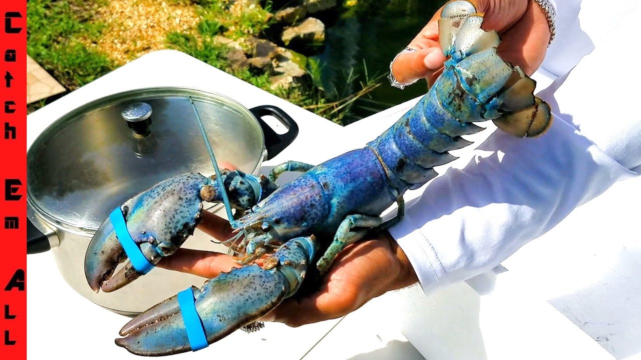 WHY Does BLUE LOBSTER Tastes BETTER? **1 In 2 MILLION Rare COOKING ...