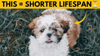 14 Things You Must Never Do to Your Shih Tzu Dog