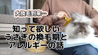 うさぎの換毛期がすごい…うさぎアレルギーのお話と一緒に、うさぎを飼う前の方にも見て欲しいです🥺