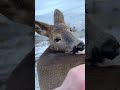 meet the funniest roe deer i ve ever seen.. roedeer funnyanimal deer