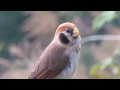 spot breasted parrotbill paradoxornis guttaticollis