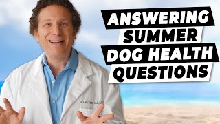 How To Keep Your Dog Safe (And Cool) This Summer | Ask A Vet