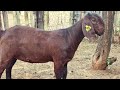 how to succeed in breeding kalahari reds goats