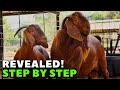 How to Succeed in Breeding Kalahari Reds Goats