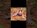 leo c ryoing for mil.k.! #monkey #animals #short #Rainbow