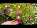 unique variation with plastic bottles how to beautify the garden with colorful flowers