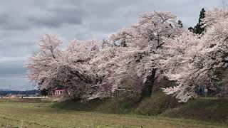 桜満開の山形鉄道 フラワー長井線　羽前成田駅