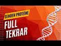 GENDEN PROTEİNE FULL TEKRAR AYT 2025