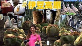 【伊豆旅行END】vol.3シャボテン公園で可愛い動物とサボテンに癒やされる♪美味しいお蕎麦も堪能！Izu, cactus, botanical garden, animal, zoo, soba