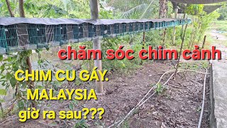 cho chim cu gáy ăn.trại chim Thế Hiển /////chim malaysia giờ ra sao?