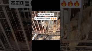 남양주 보신탕집 뒷산 쪼꼬미 아가들이 뜬장에 있어요🔥🔥 #개농장 #강아지 #개식용금지