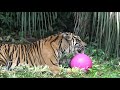 スマトラトラにボールを与えてみた！展示場編【ズーラシア公式】sumatran tiger playing with a ball