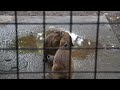 【「ピィー 」カピバラ赤ちゃんの可愛い鳴き声 capybara baby cry ！】楽寿園のカピバラの赤ちゃん