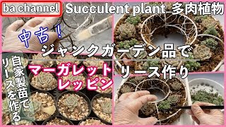 197{多肉植物} ジャンクガーデンのリース台で葉挿し苗リース❖マーガレットレッピン＆パープルヘイズSucculent