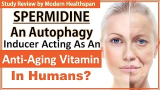 Spermidine: An Autophagy Inducer Acting As An Anti-Aging Vitamin In Humans? | Study Review