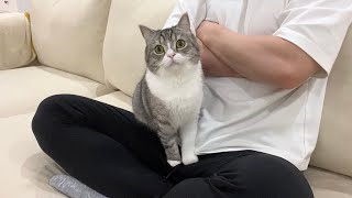 膝に乗ってもなでなでしてもらえなかったときの猫の反応がかわいすぎた笑